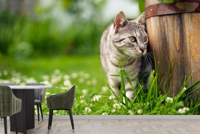 Grey Tabby Cat Wall Mural Wallpaper