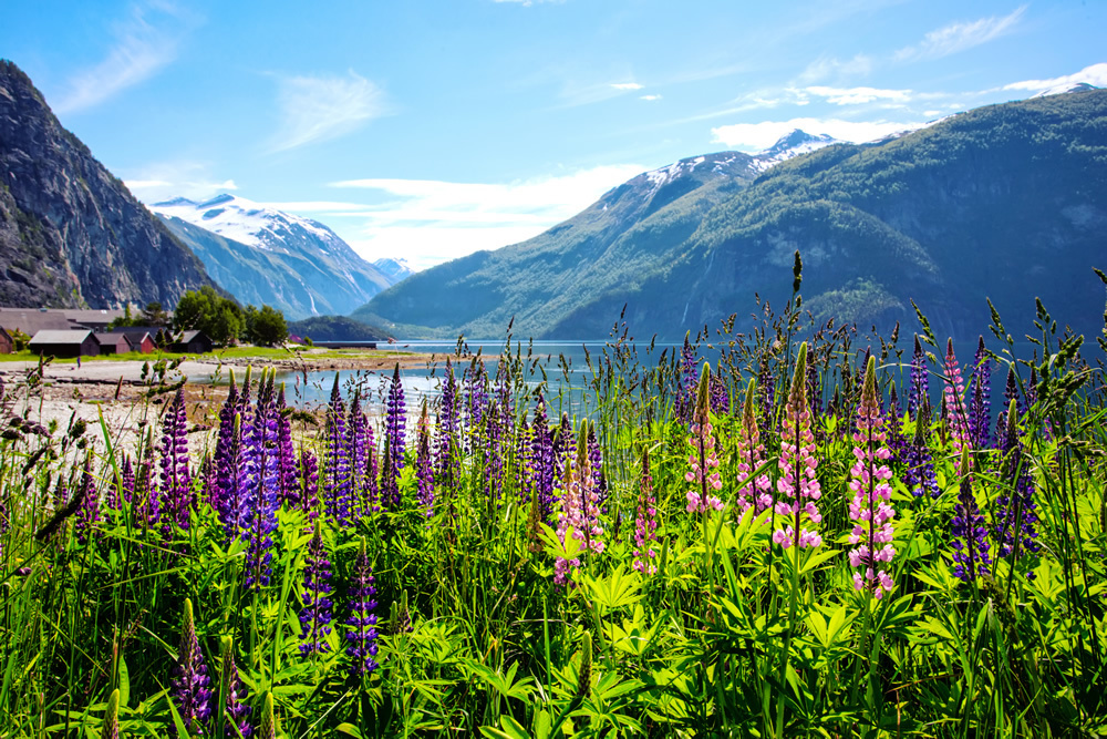 Mountain Village Purple Flowers Wall Mural Wallpaper