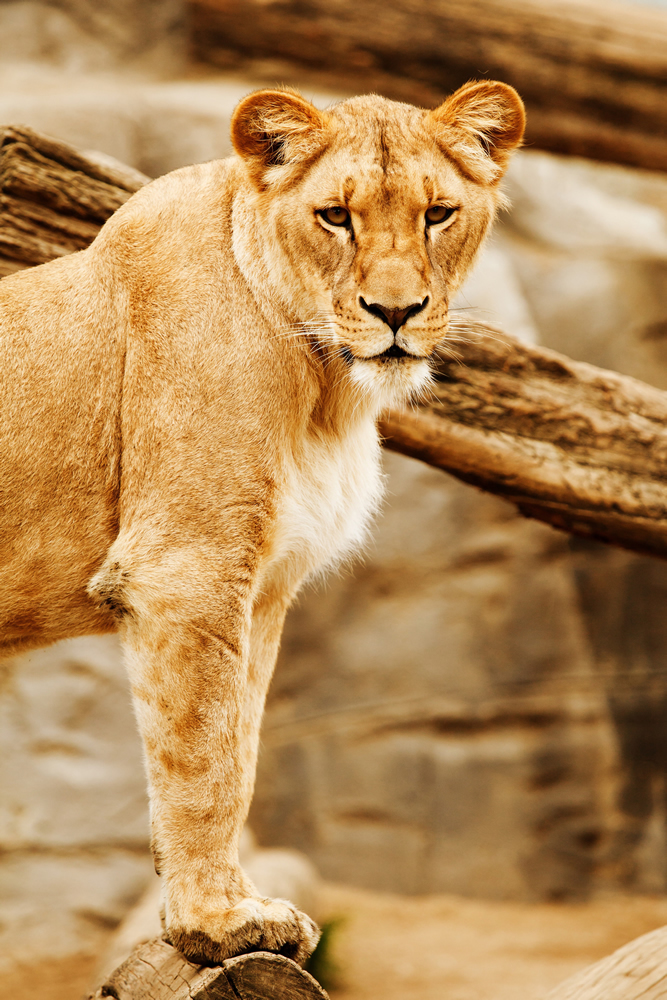 Sunset Lioness – affordable wall mural – Photowall
