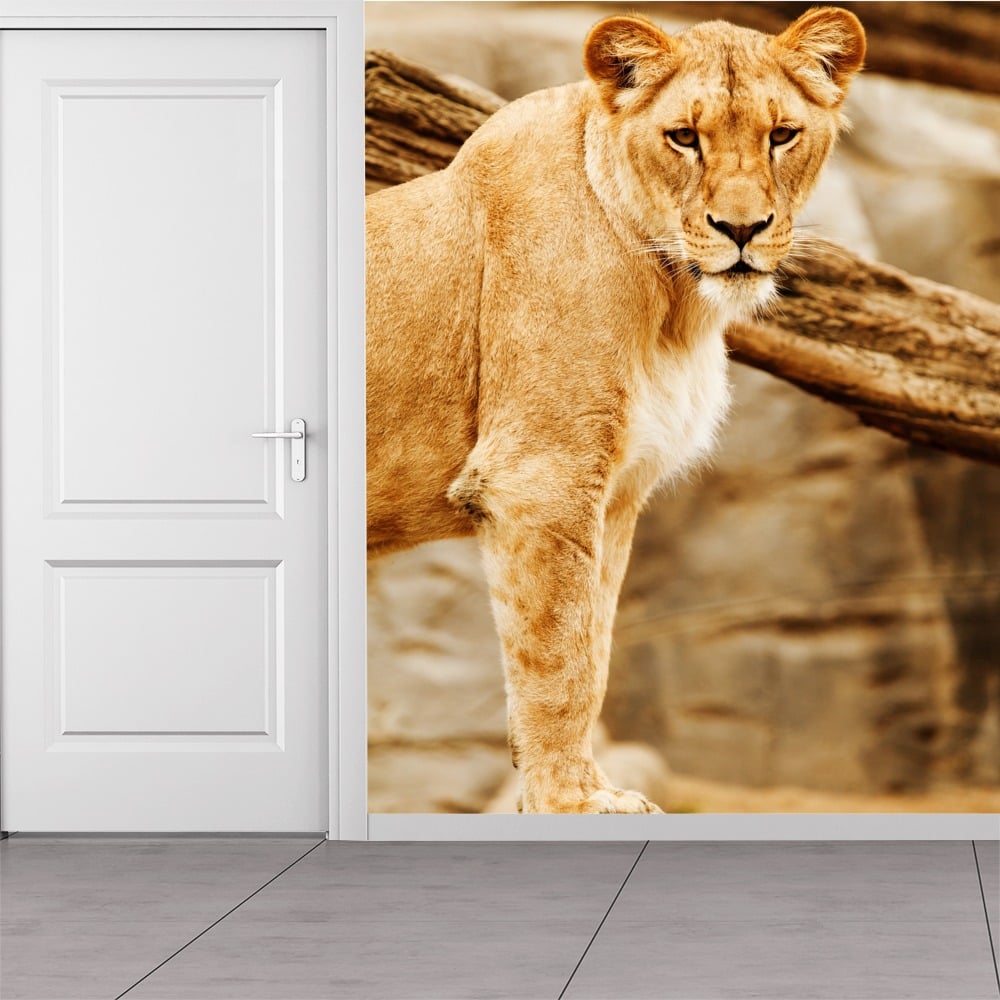 The Lioness Lion Wall Mural Wallpaper